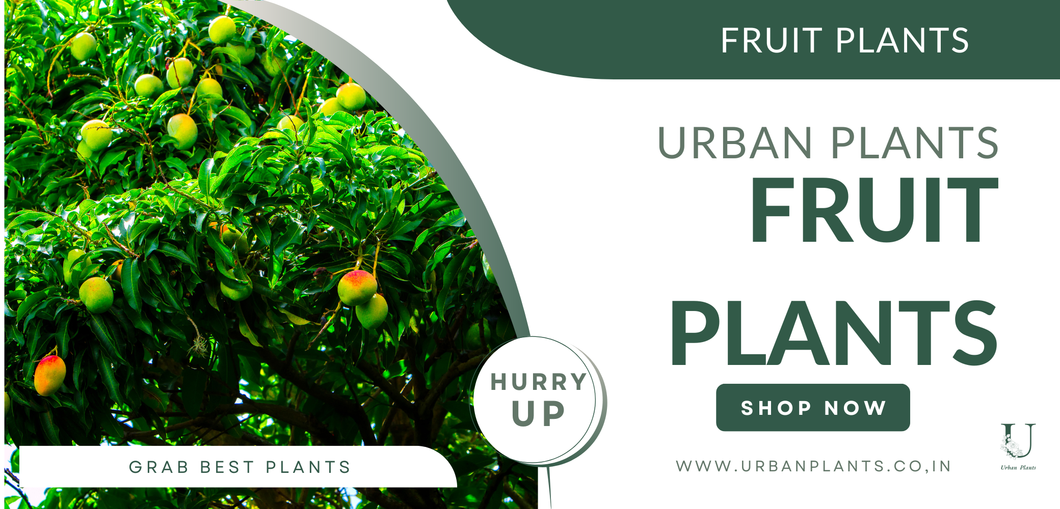 Buy Fruit Plants Grafted or Seeds Urban Plants Urban Plants™