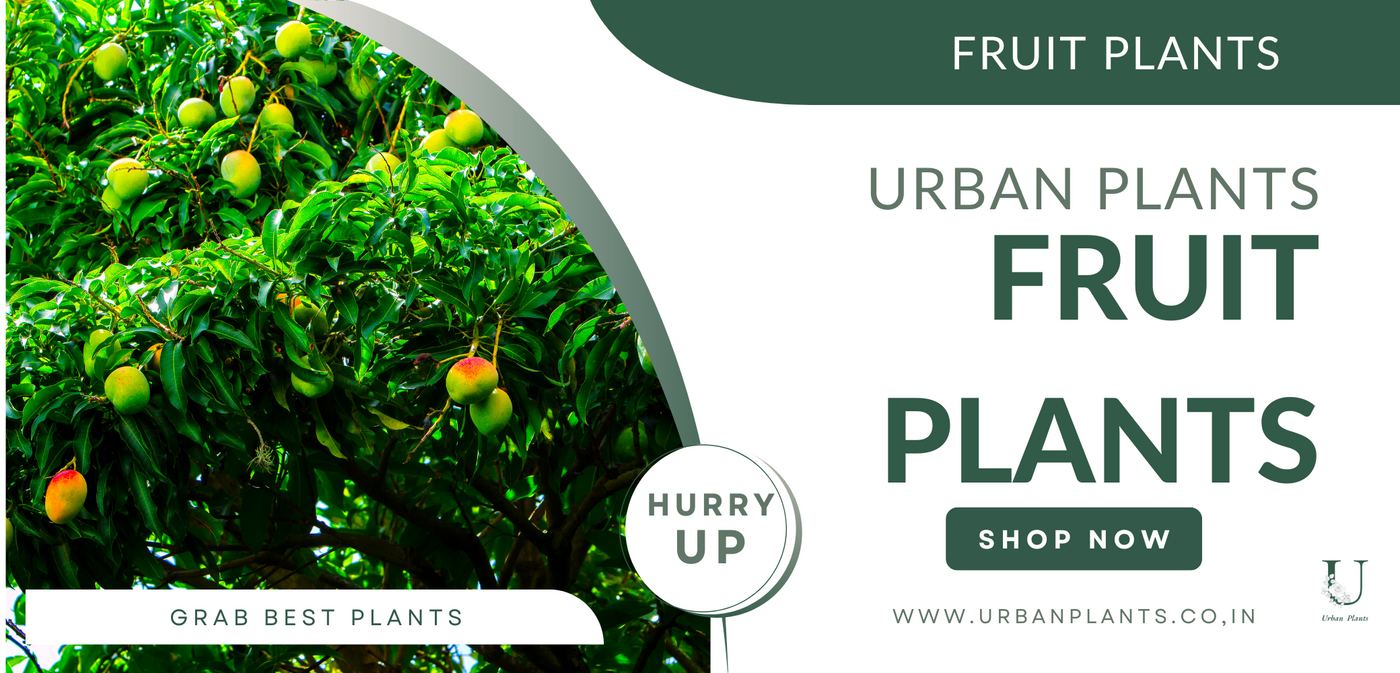 Fruit-Plants-Urban-Plants