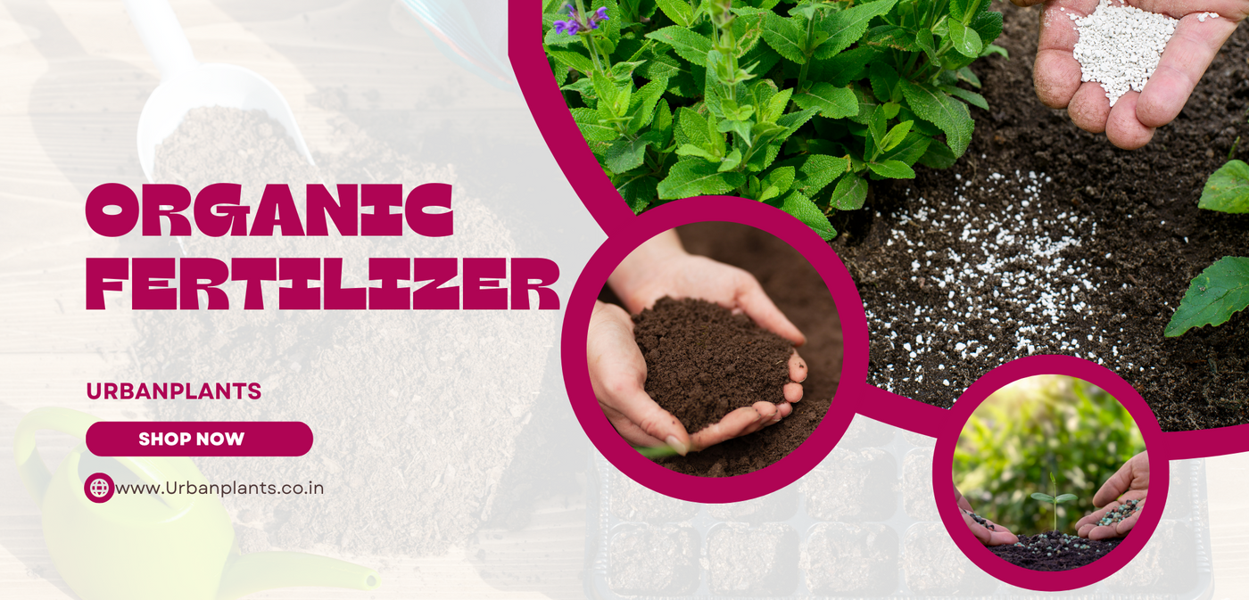 Organic-fertilizer-Urban-Plants