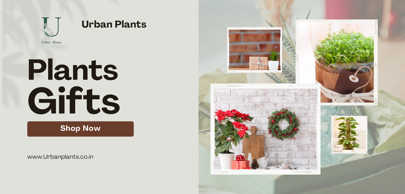 Plant-Gifts-Urban-Plants