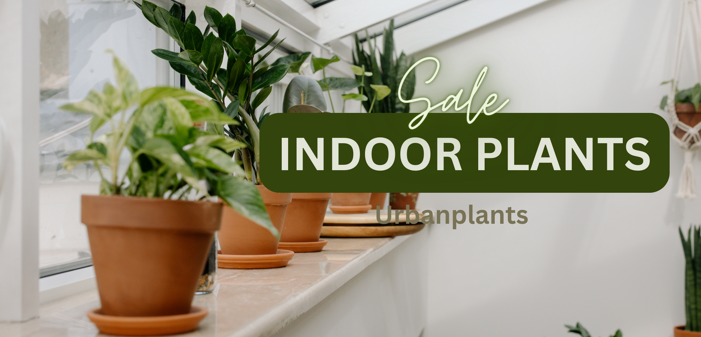 Indoor-Plants-Urban-Plants