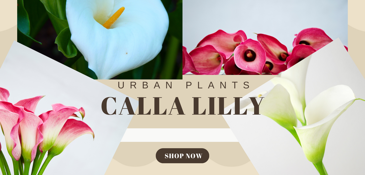 Calla Lily Flower Bulbs