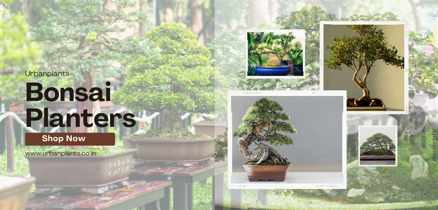 Bonsai-Planters-Urban-Plants