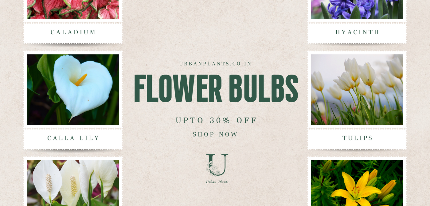 Flower-Bulbs-Urban-Plants