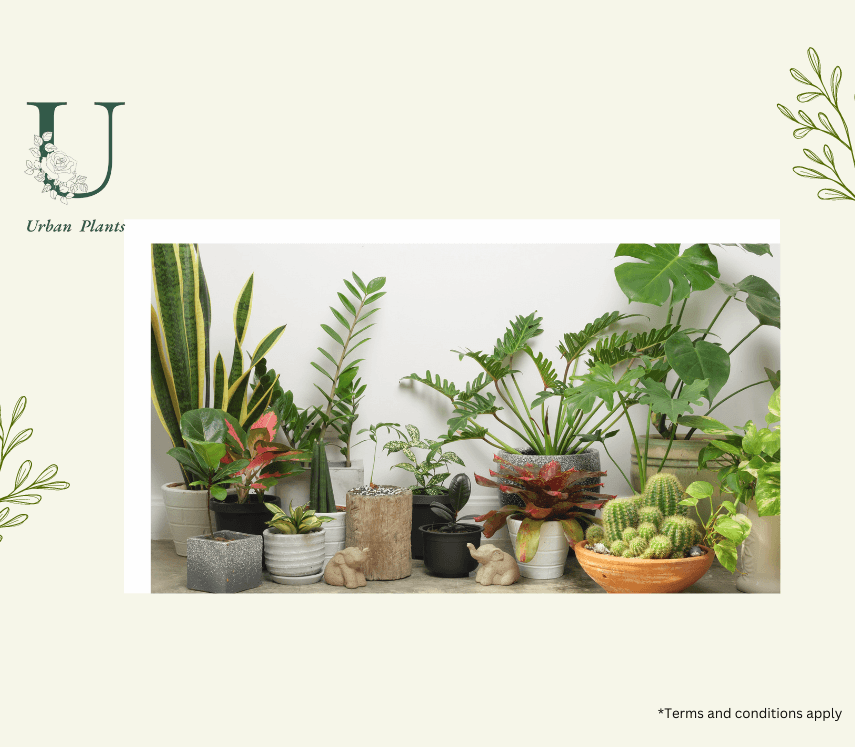 New Arrival - Urban Plants™