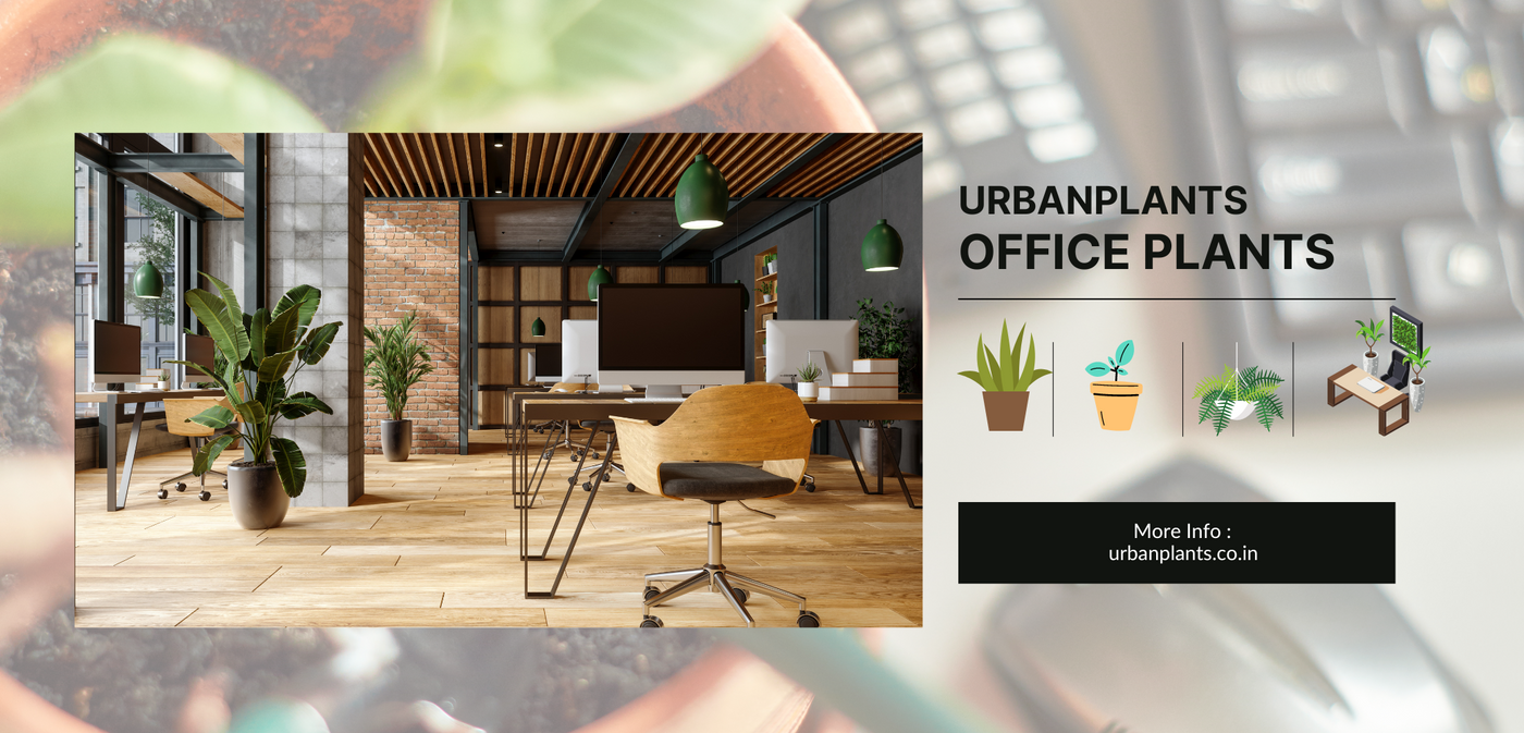 Office-Plants-Urban-Plants