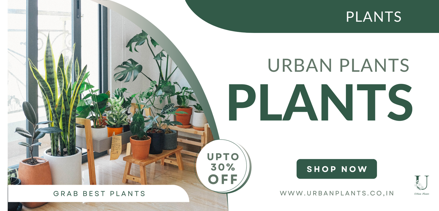 Plants-From-Urban-Plants