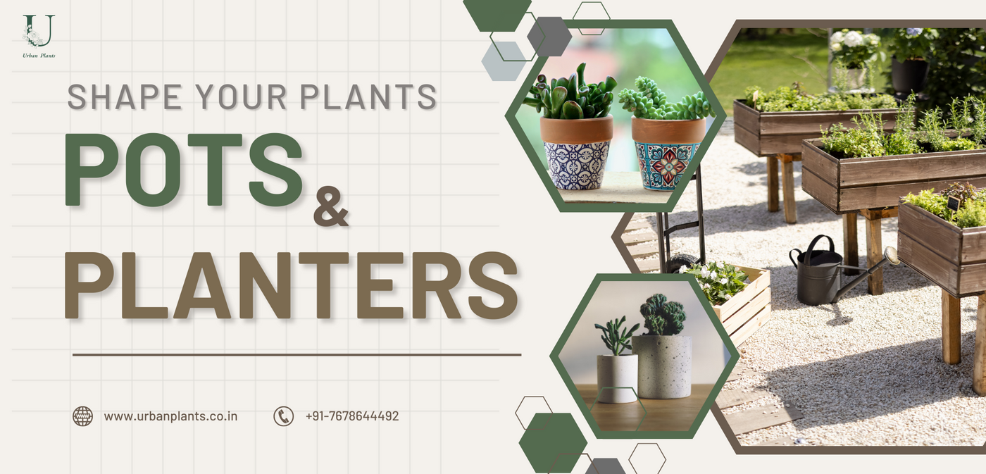 Pots-Planters-Urban-Plants