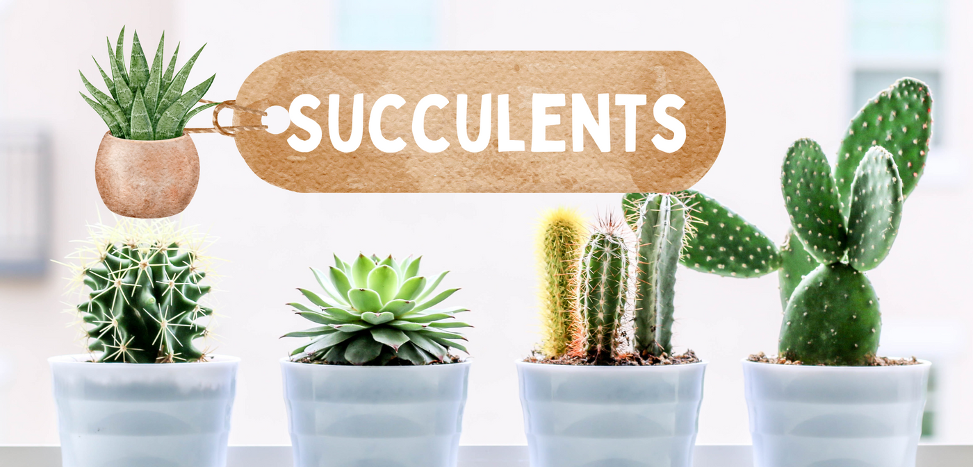Succulents-Urban-Plants