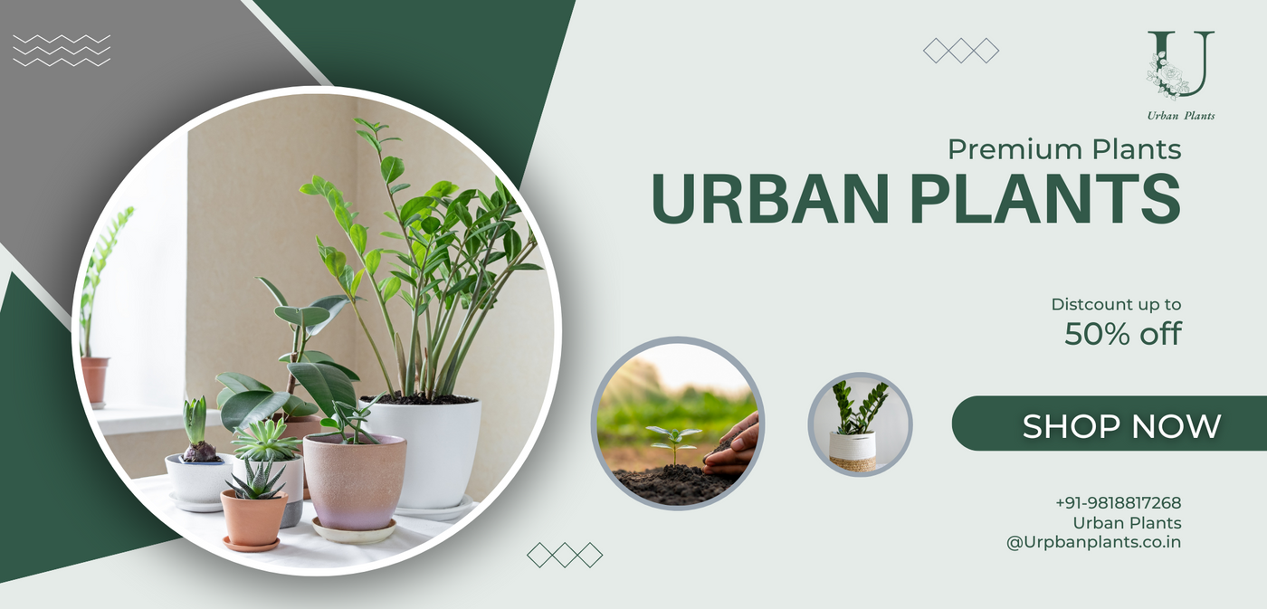 Urban-Plants