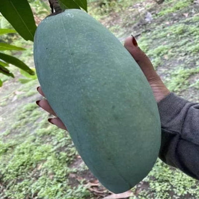 Urban-Plants-4KG-Mango-Plants