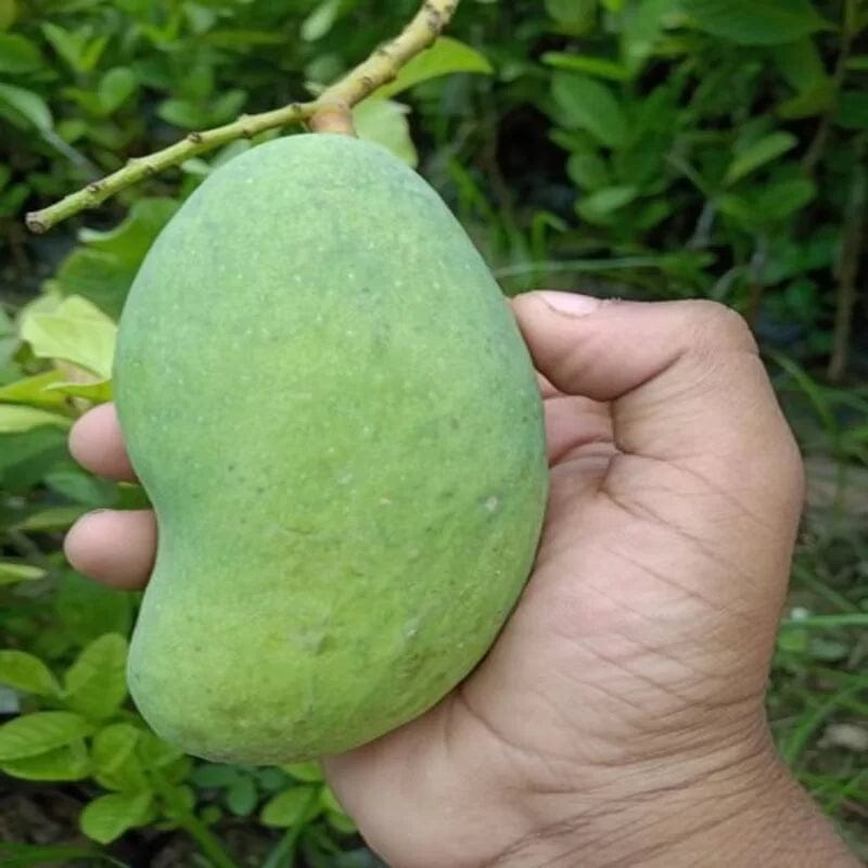 Urban-Plants-All-Time-Mango-Fruit