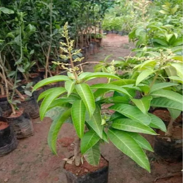 Urban-Plants-Alphonso-Mango