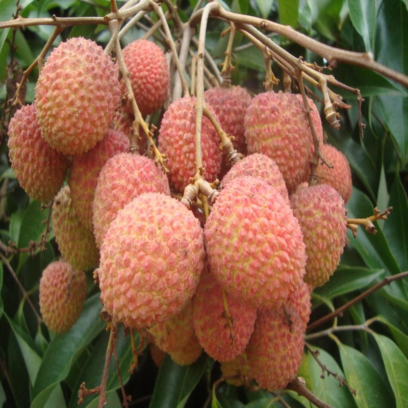 Urban-Plants-Lichi-Fruit-Plants