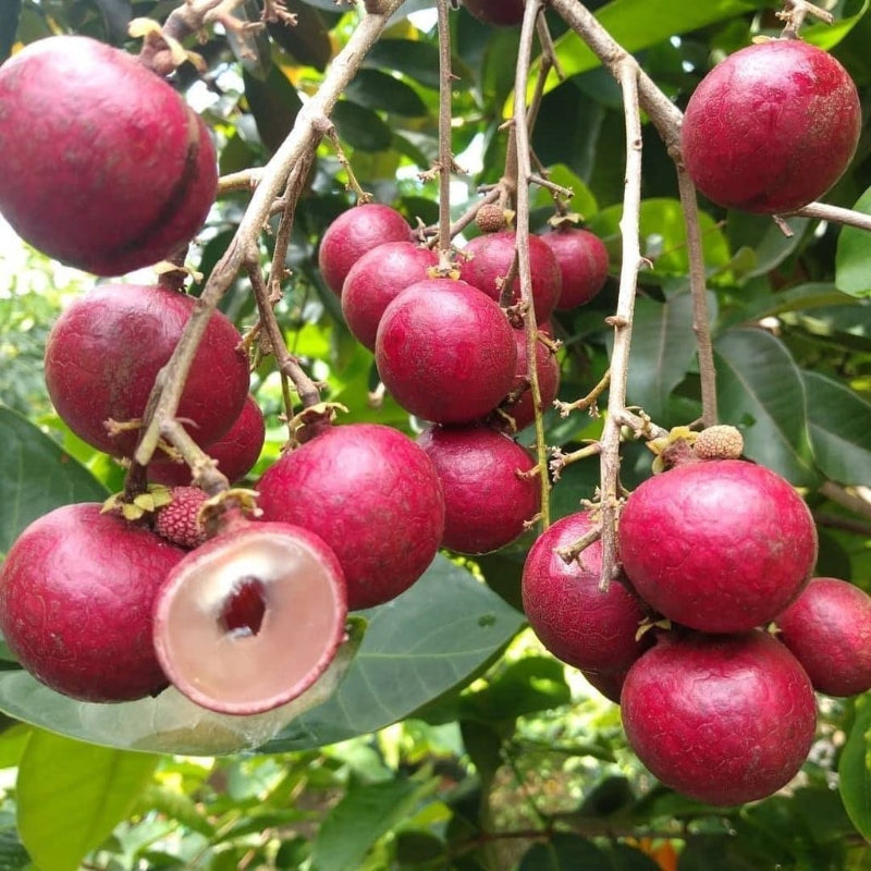 Urban-Plants-Longan-Red-Fruit