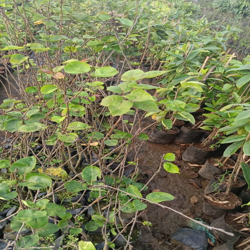 Urban-Plants-Pear-Fruit-Plant