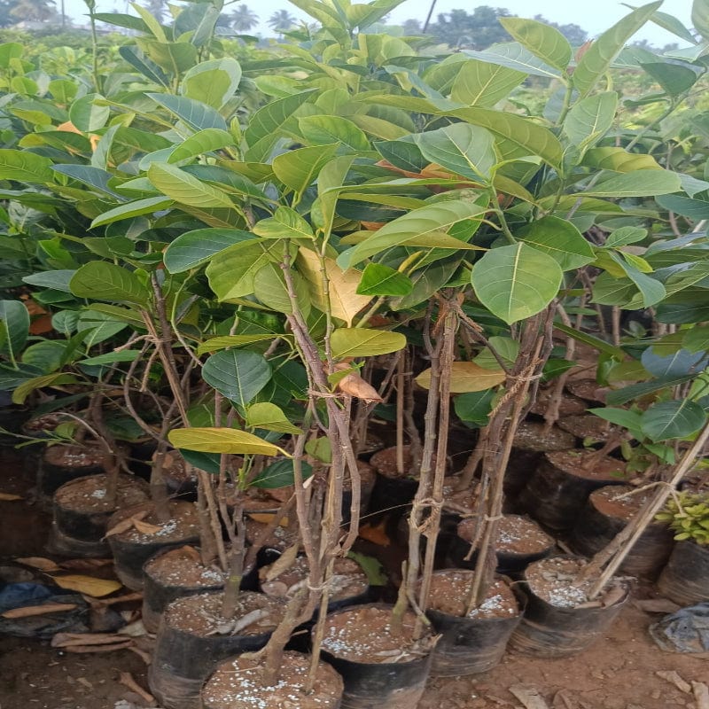 Urban-Plants-Red-Jackfruit-Plant