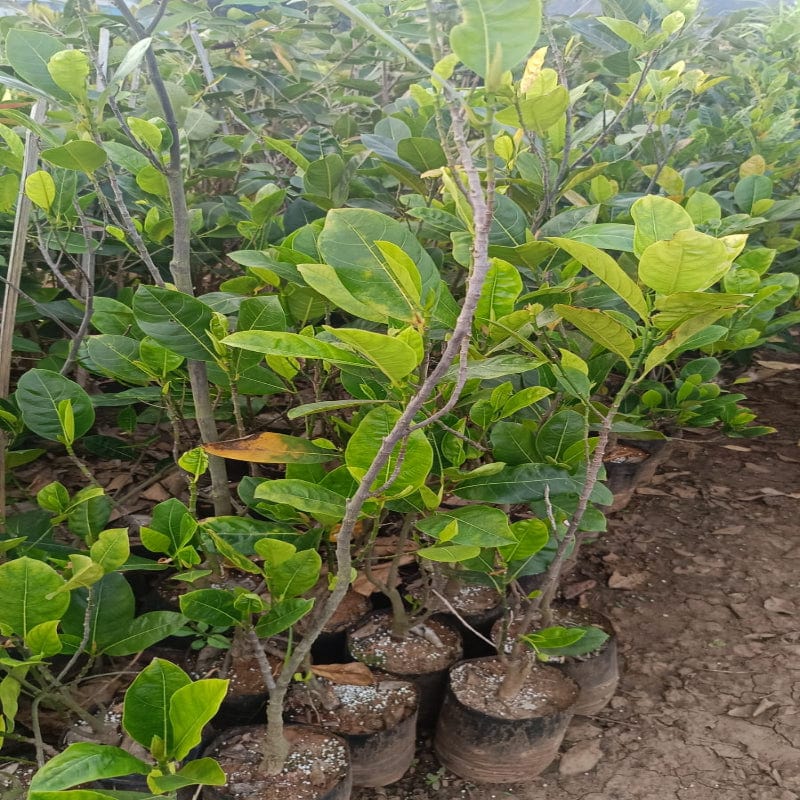 Urban-Plants-Red-Jackfruit