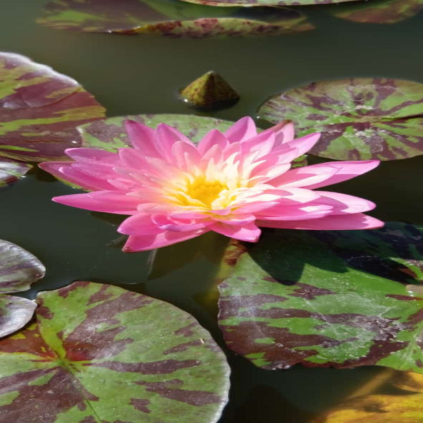 Urban-Plants-Sanamchai-Waterlily