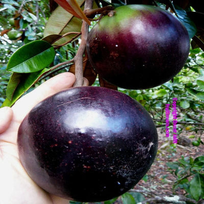 Urban-Plants-Star-Apple-Fruit