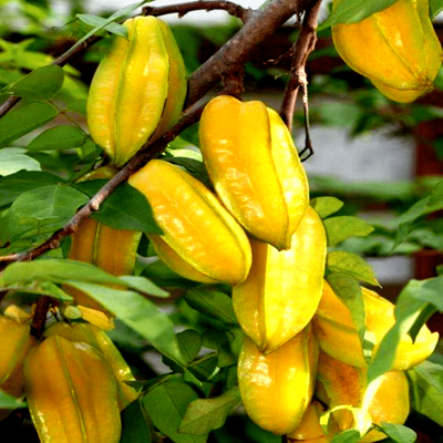 Urban-Plants-Starfruit-Plant