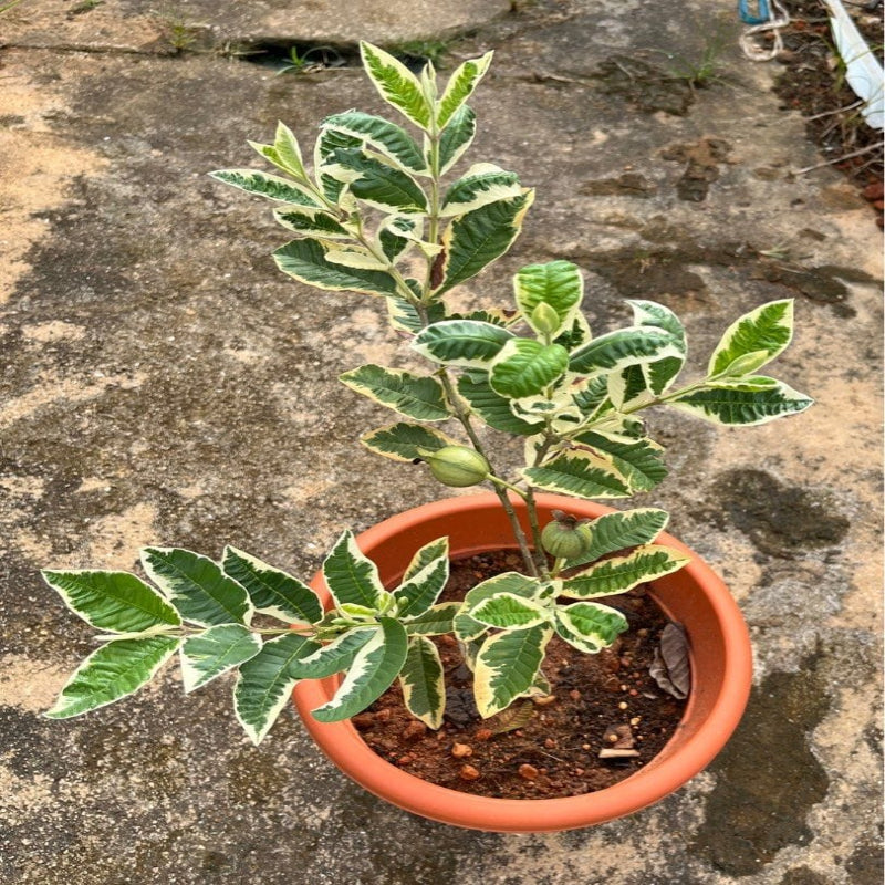 Urban-Plants-Variegated-Guava