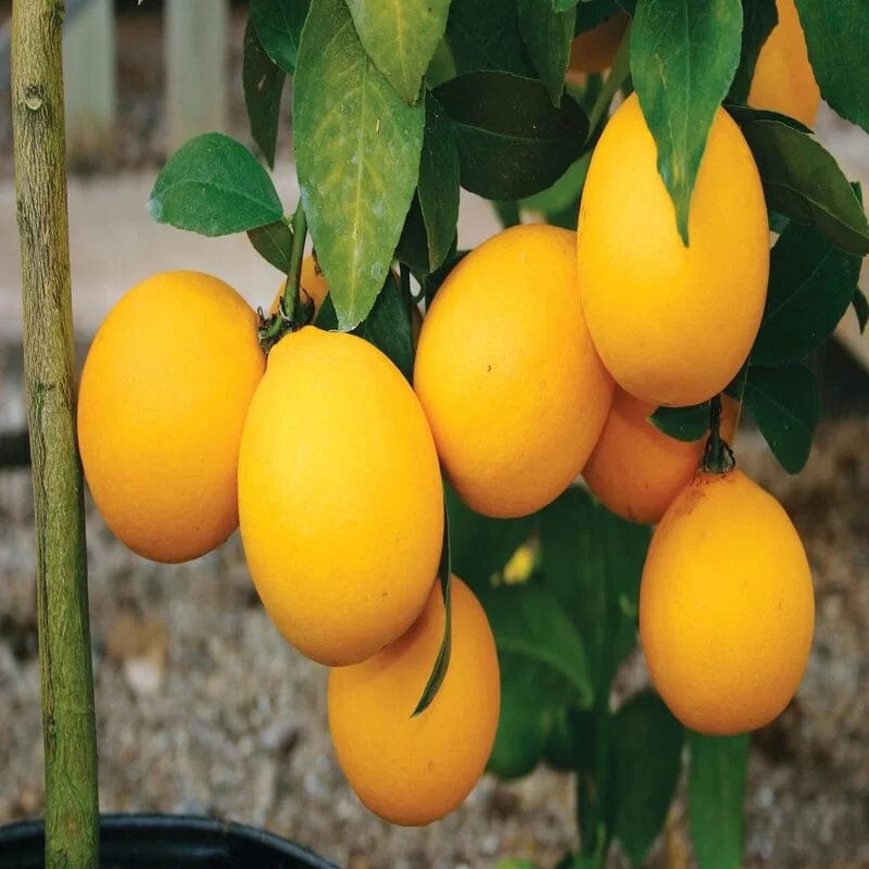 Urban-Plants-Yellow-Malta-Fruit