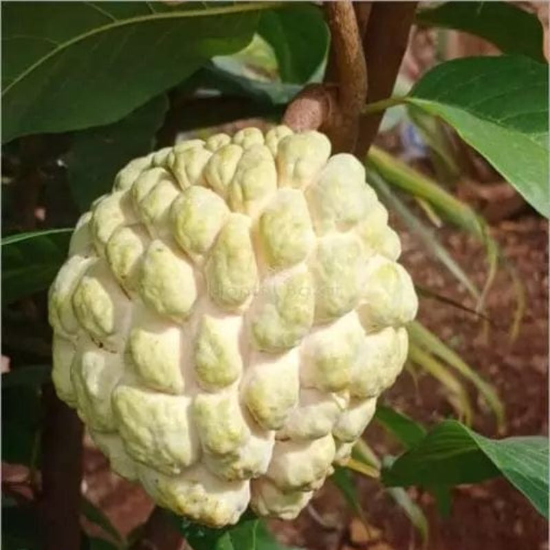 Urban-Plants-golden-custard-apple-fruit-plant