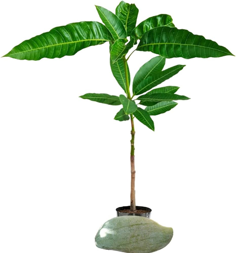 Partner Nursery 4Kg Mango Plant 4Kg Mango Plant-Urban Plants