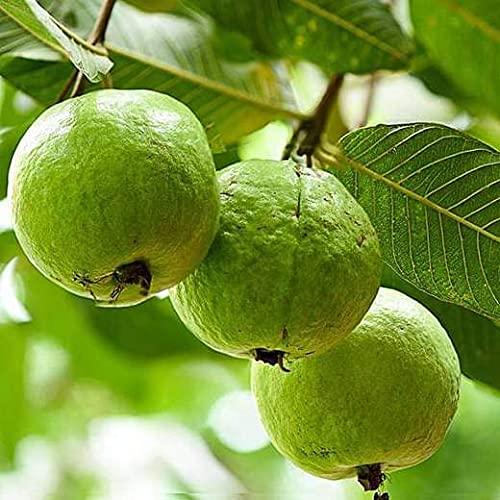 Partner Nursery Allahabad Safeda Guava Plant Allahabad Safeda Guava Plant-Urban Plants