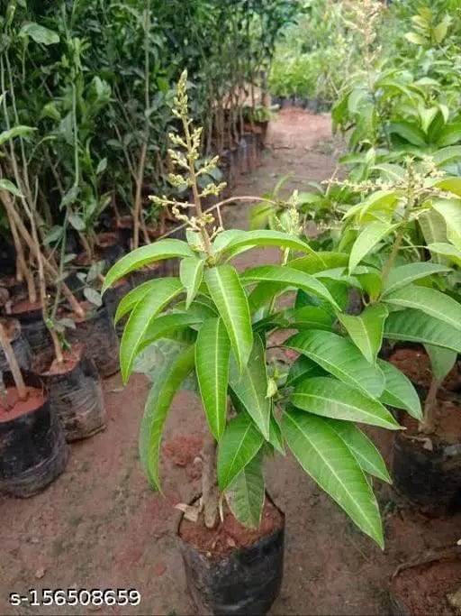 Partner Nursery Alphonso Mango Plant Alphonso Mango Plant-Urban Plants