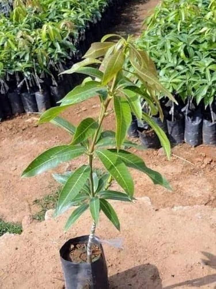 Partner Nursery Arunika Mango Plant Arunika Mango Plant-Urban Plants