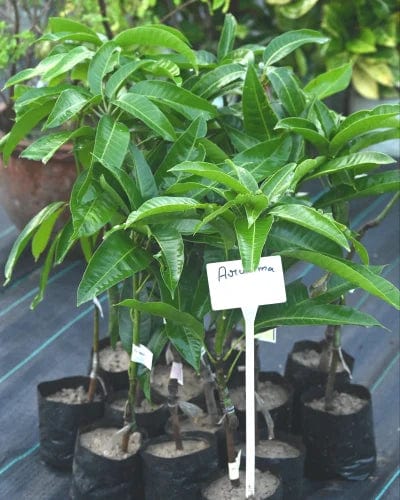 Partner Nursery Arunima Mango Plant Arunima Mango Plant-Urban Plants