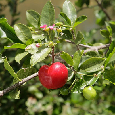 Partner Nursery Barbados Cherry Plant Barbados Cherry Plant-Urban Plants