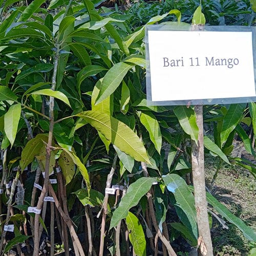 Partner Nursery Bari-11 Mango Plant Bari-11 Mango Plant-Urban Plants
