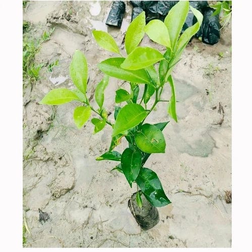 Partner Nursery Bengal Chakotra Plant Bengal Chakotra Plant-Urban Plants
