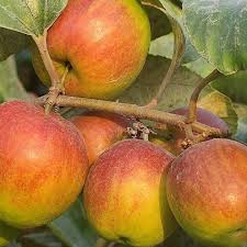 Partner Nursery Bharat Sundari Apple Ber Bharat Sundari Apple Ber-Urban Plants