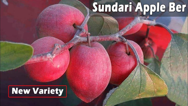 Partner Nursery Bharat Sundari Apple Ber Bharat Sundari Apple Ber-Urban Plants