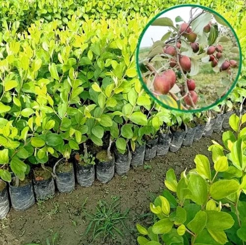 Partner Nursery Bharat Sundari Apple Ber Bharat Sundari Apple Ber-Urban Plants