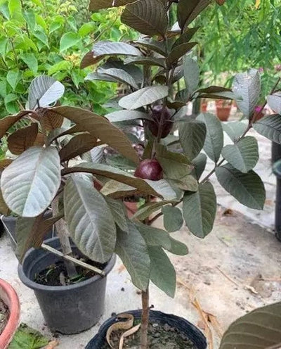 Partner Nursery Black Guava Plant Black Guava Plant-Urban Plants