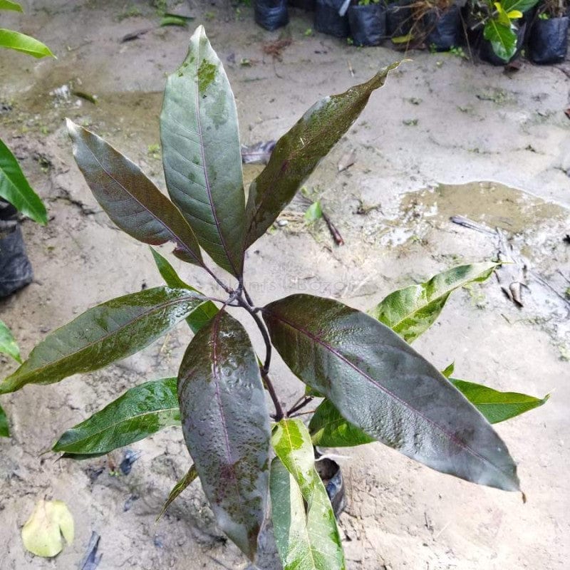 Partner Nursery Blackstone Mango Plant Blackstone Mango Plant-Urban Plants