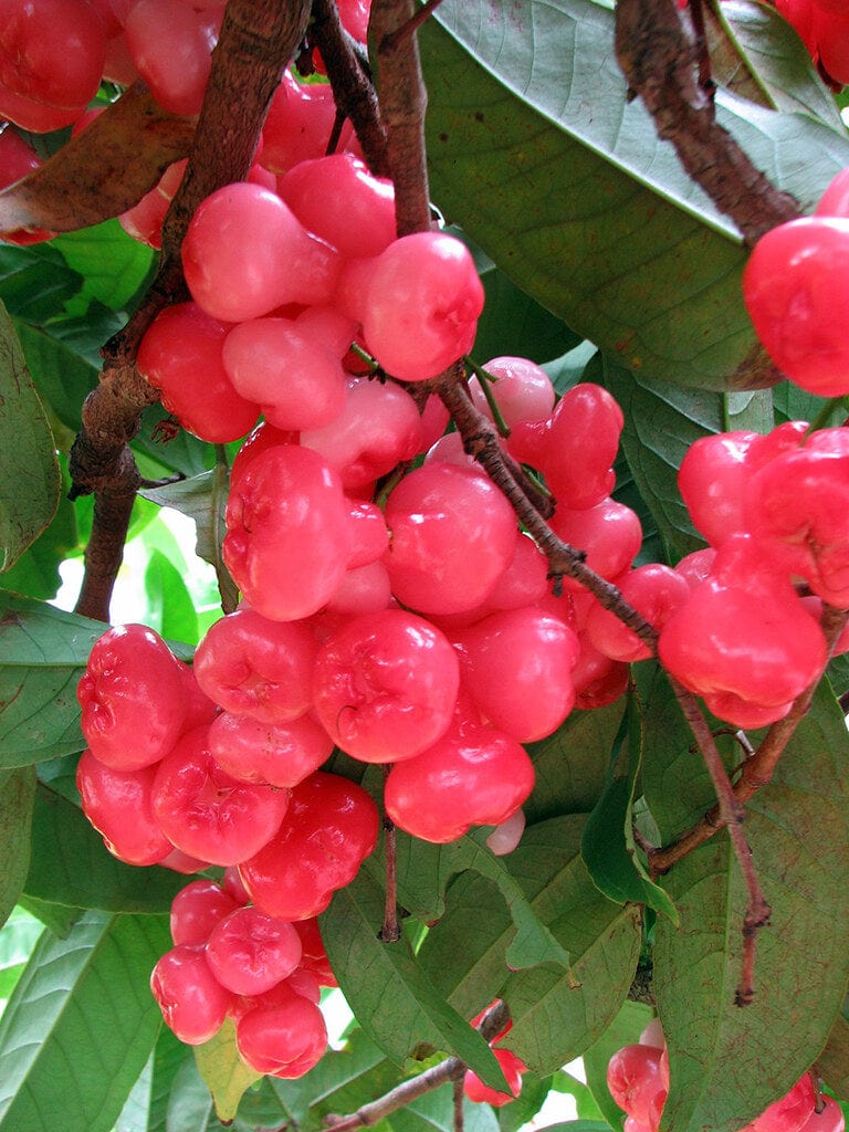 Partner Nursery Cherry Water Apple Cherry Water Apple-Urban Plants