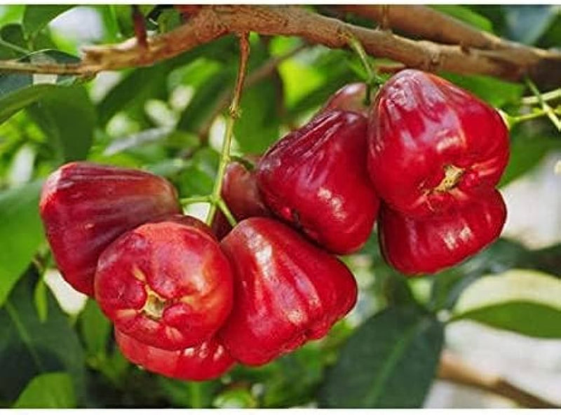 Partner Nursery Cherry Water Apple Cherry Water Apple-Urban Plants