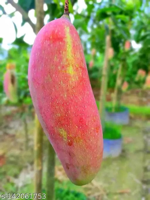 Partner Nursery Chiangmai Mango Chiangmai Mango-Urban Plants