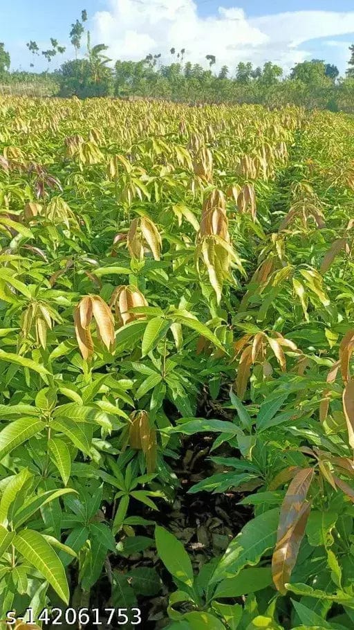 Partner Nursery Chiangmai Mango Chiangmai Mango-Urban Plants