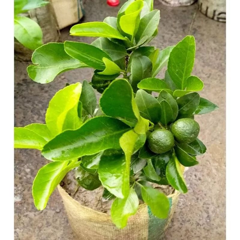 Partner Nursery Darjeeling Orange Plant Darjeeling Orange Plant-Urban Plants