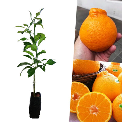 Partner Nursery Dekopon Orange Dekopon Orange-Urban Plants