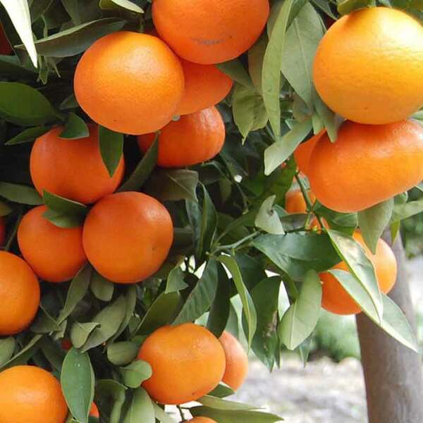 Partner Nursery Dekopon Orange Dekopon Orange-Urban Plants