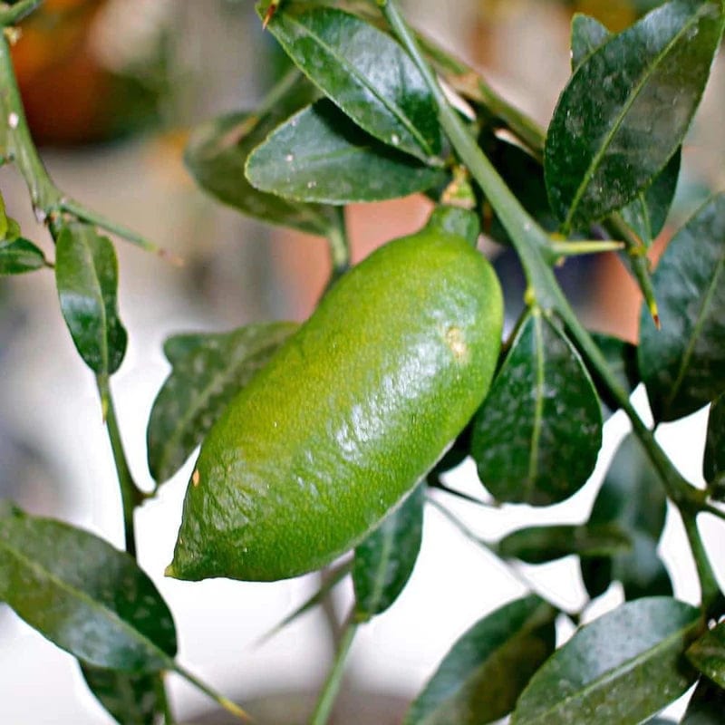 Partner Nursery Finger Lemon Plant Finger Lemon Plant-Urban Plants