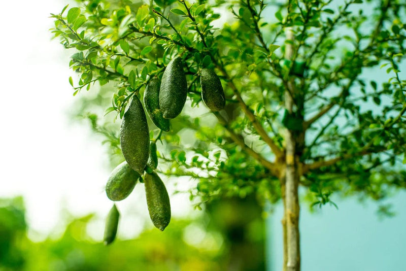 Partner Nursery Finger Lemon Plant Finger Lemon Plant-Urban Plants